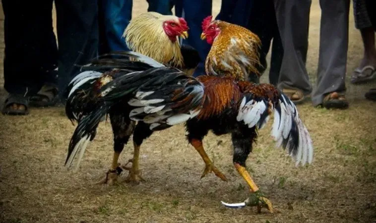 Đá Gà 88Goals: Thiên Đường Cá Cược Đỉnh Cao Cho Dân Chơi